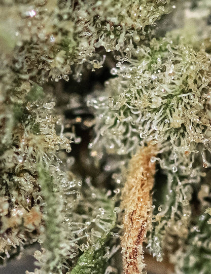 Gelato OG TH-X